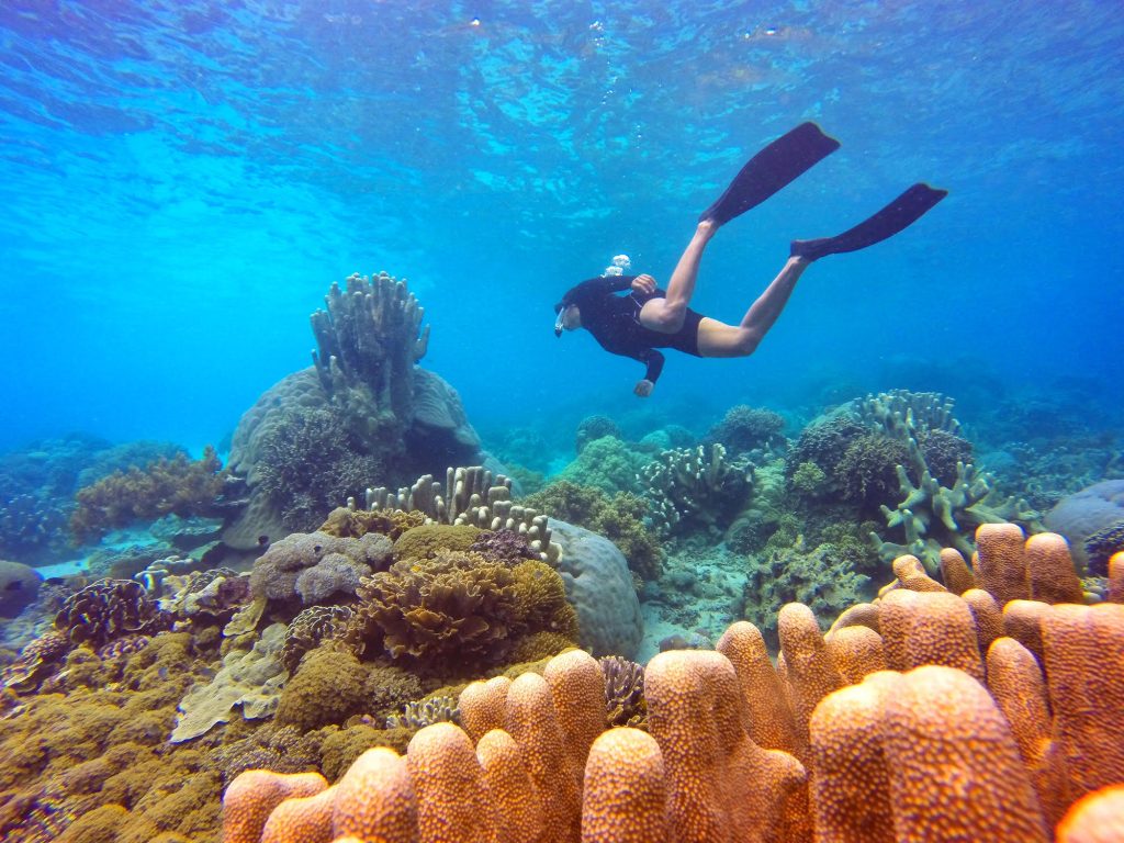 Snorkling dan Diving Labuan Bajo | Pesona Indonesia